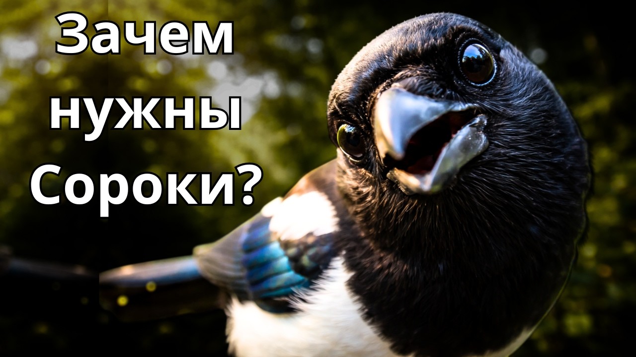 Сорока — воровка или гений природы?