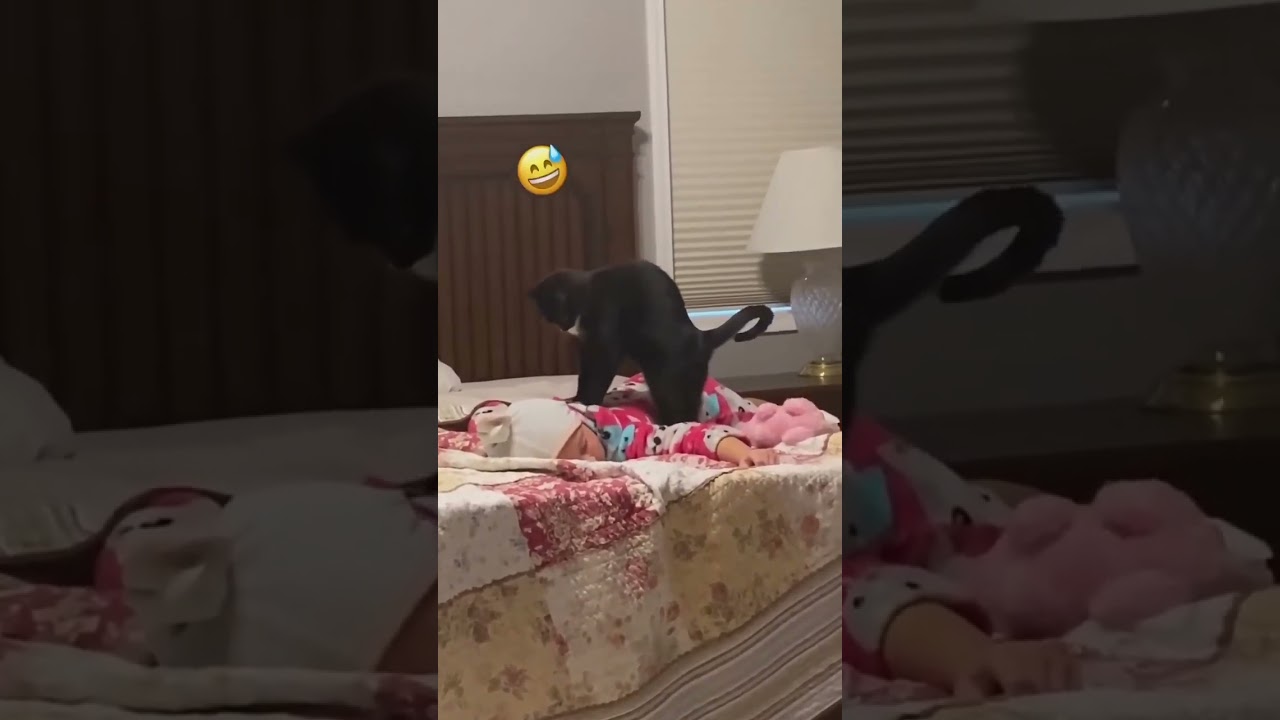 Cat Stops a Robbery and Saves the Day! #catsofinstagram #crimefightingcats