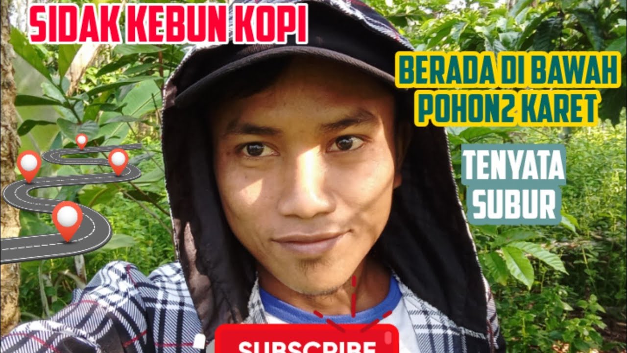 sidak kebun kopi yang berada di bawah naungan pohon karet ternyata subur