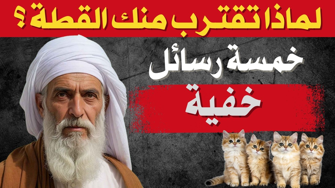 لماذا تقترب منك القطط فجأة؟ 5 رسائل ربانية تخفى على الكثير من الناس