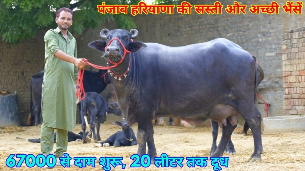 67000 से दाम शुरू हैं, 14 से 20 लीटर दूध की 8 भैंसें बिकाऊ। Low Price Buffalos at Raju Dairy Farm