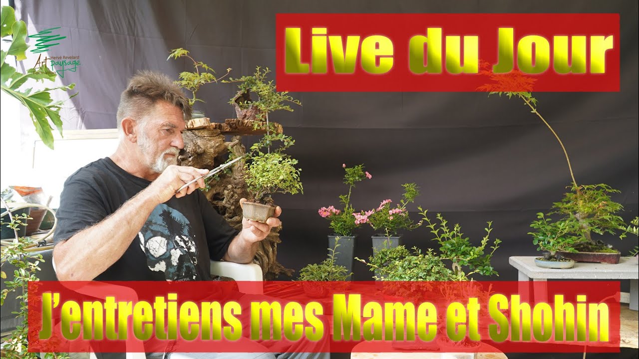 Live du Jour :  J'entretiens mes Mame et shohin. les tout petits et petits Bonsaï
