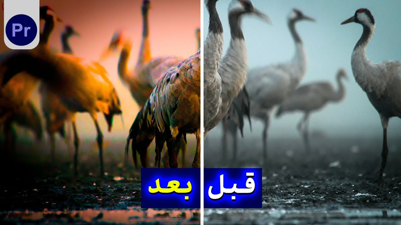 Before After واقعی تو Premiere بدون پلاگین