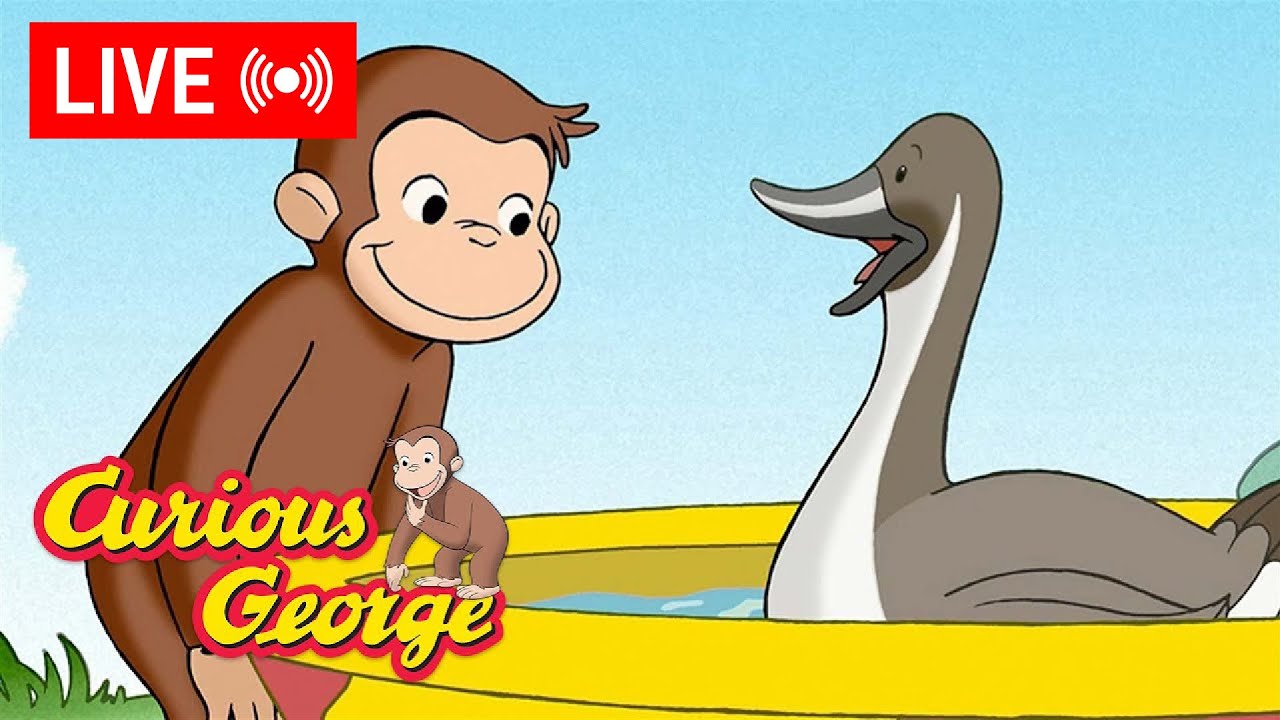 🔴 LIVE Curious George Episodes 🐵 George Loves Ducks! 🦆💛  + MORE Episode Clips!