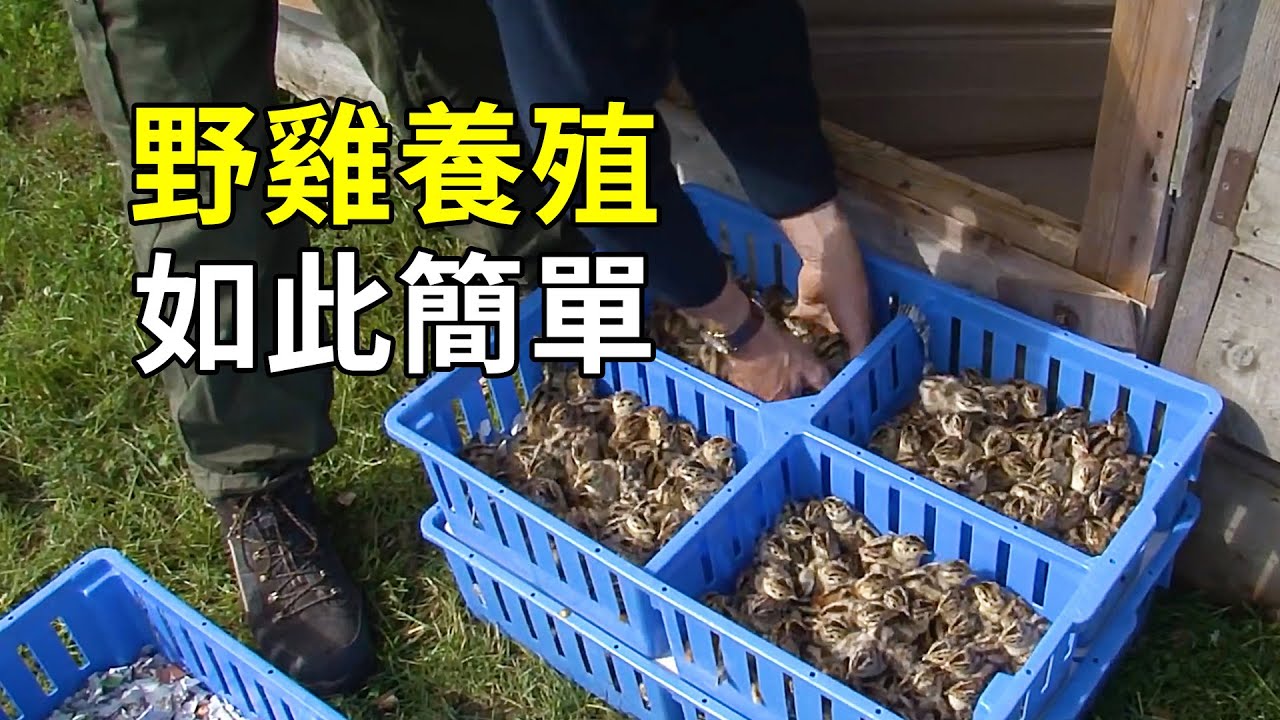 野雞的養殖奧秘，不可思議的“放生”