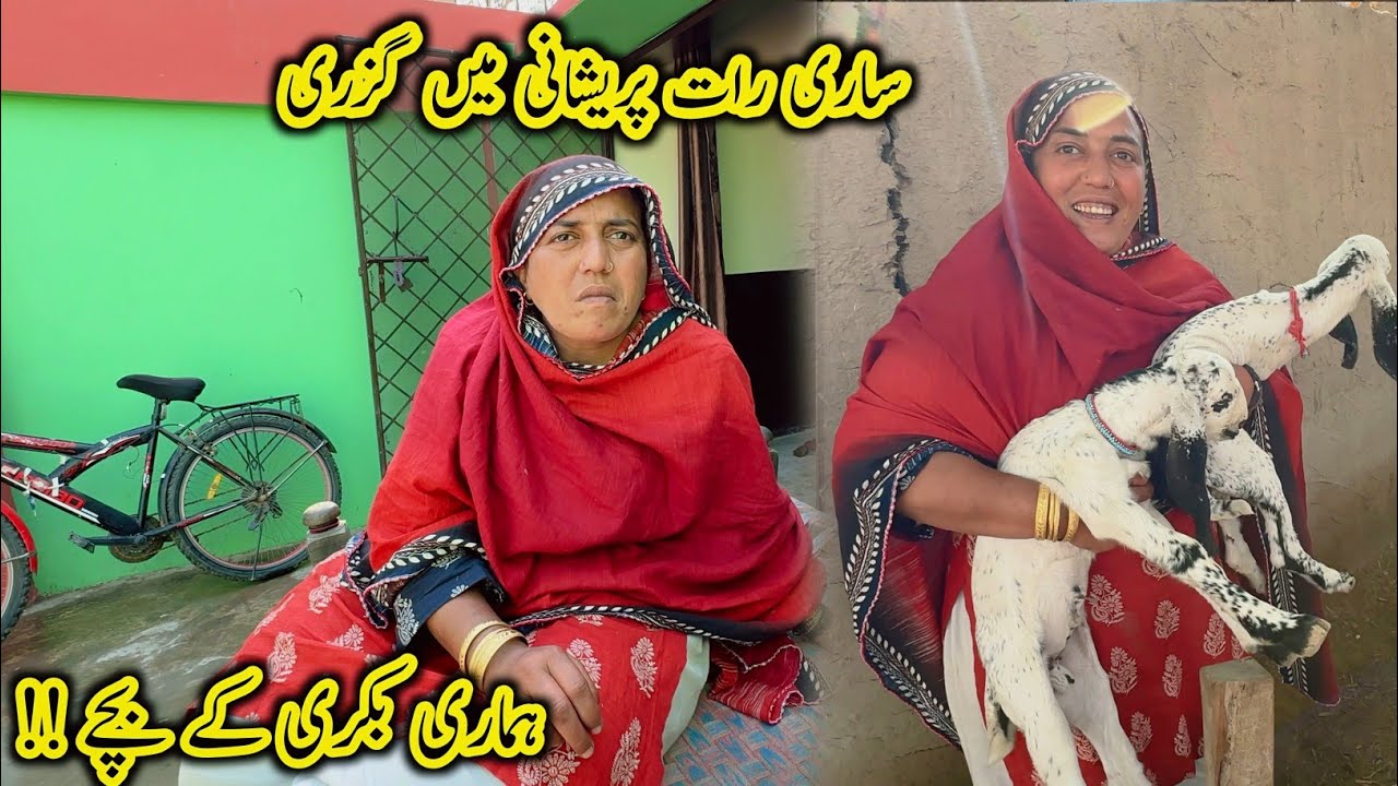 Sari Raat Pareshani Mai Guzri Hamari Bakri (Goat) Ke Bache OMG 😨