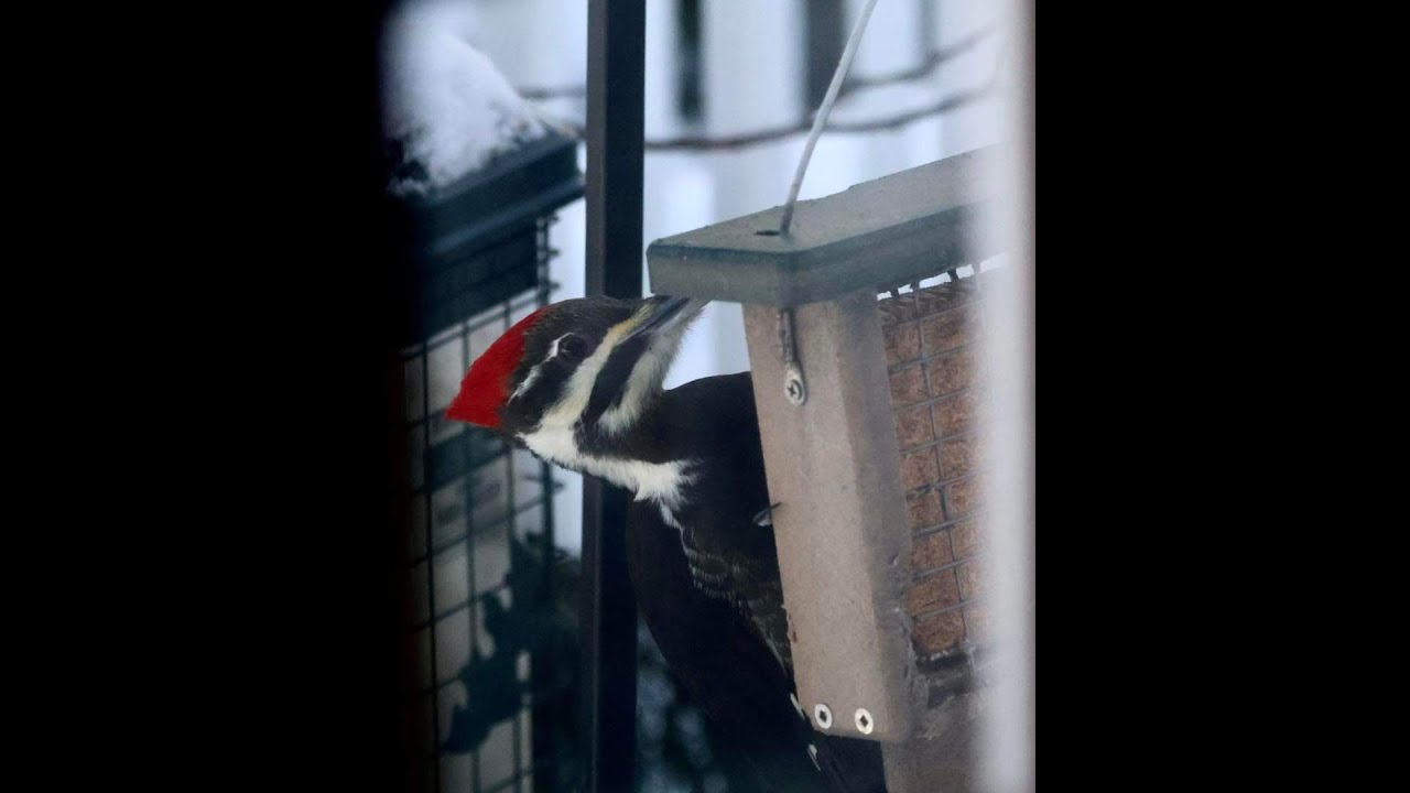 Providing for Birds in Winter