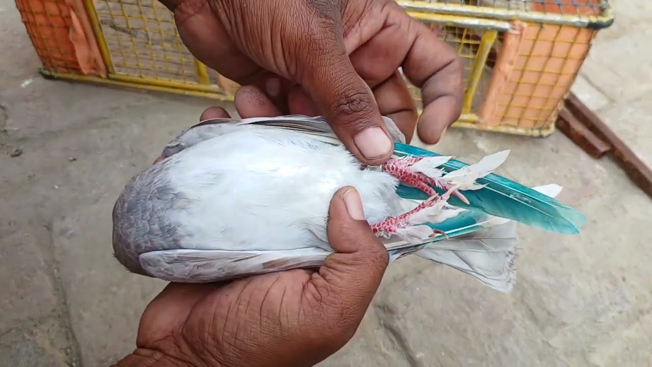 उड़ा ਕੇ ਰੋਕ ਦਿਤੇ (sahil sahota pigeon sellar 98773 27944 