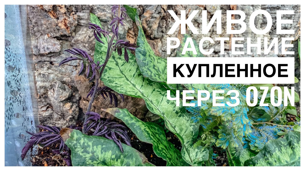 Новое растение для флорариума купленное через OZON 😊 | 29.06.2023г.