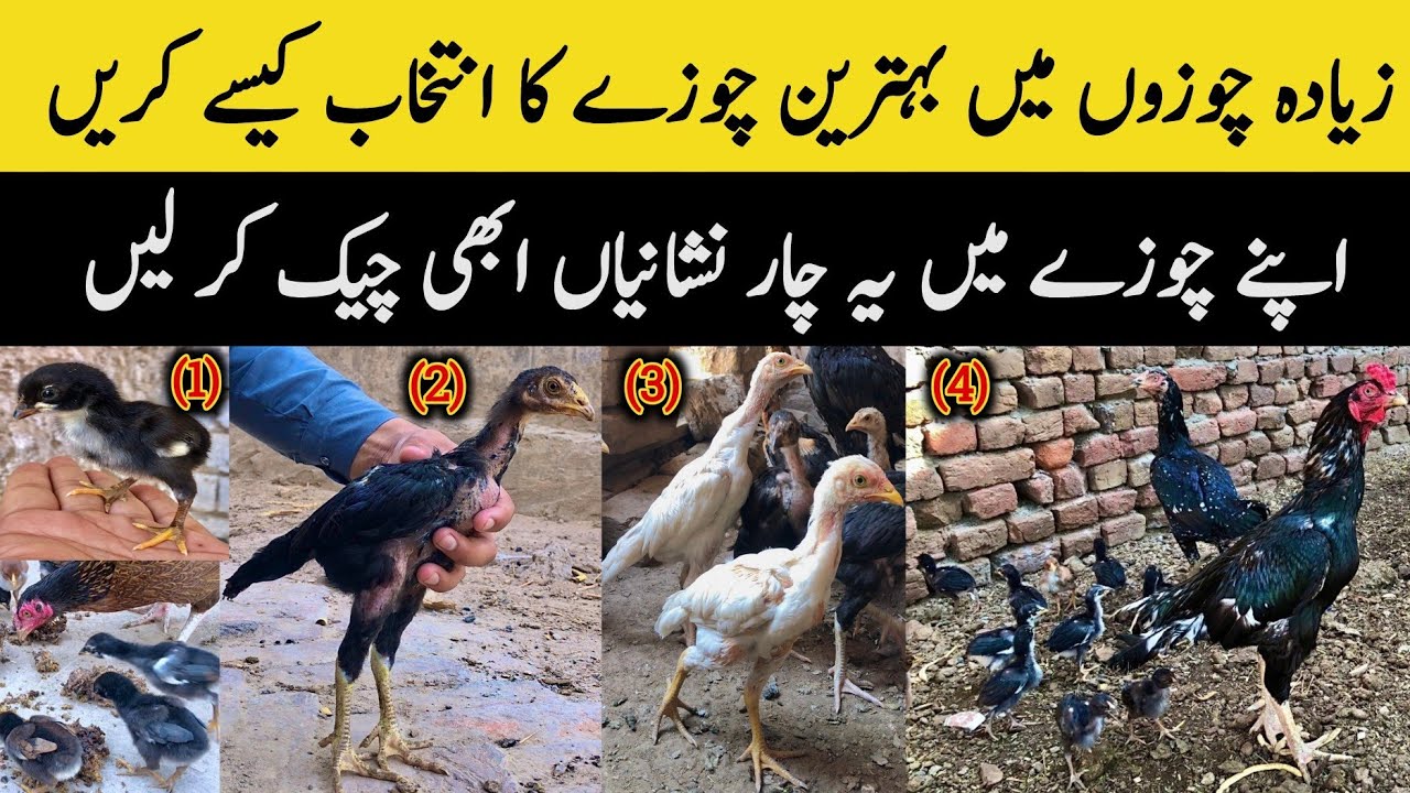 Aseel Chicks ki Pehchan Kaise Karen | Aseel Chicks Pehchan | Aseel chicks ki pehchan ka asan tareeqa