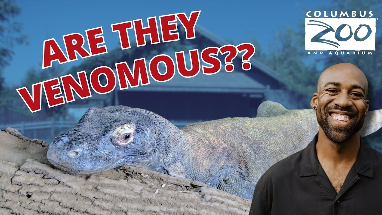 Are Komodo Dragons ACTUALLY Venomous?