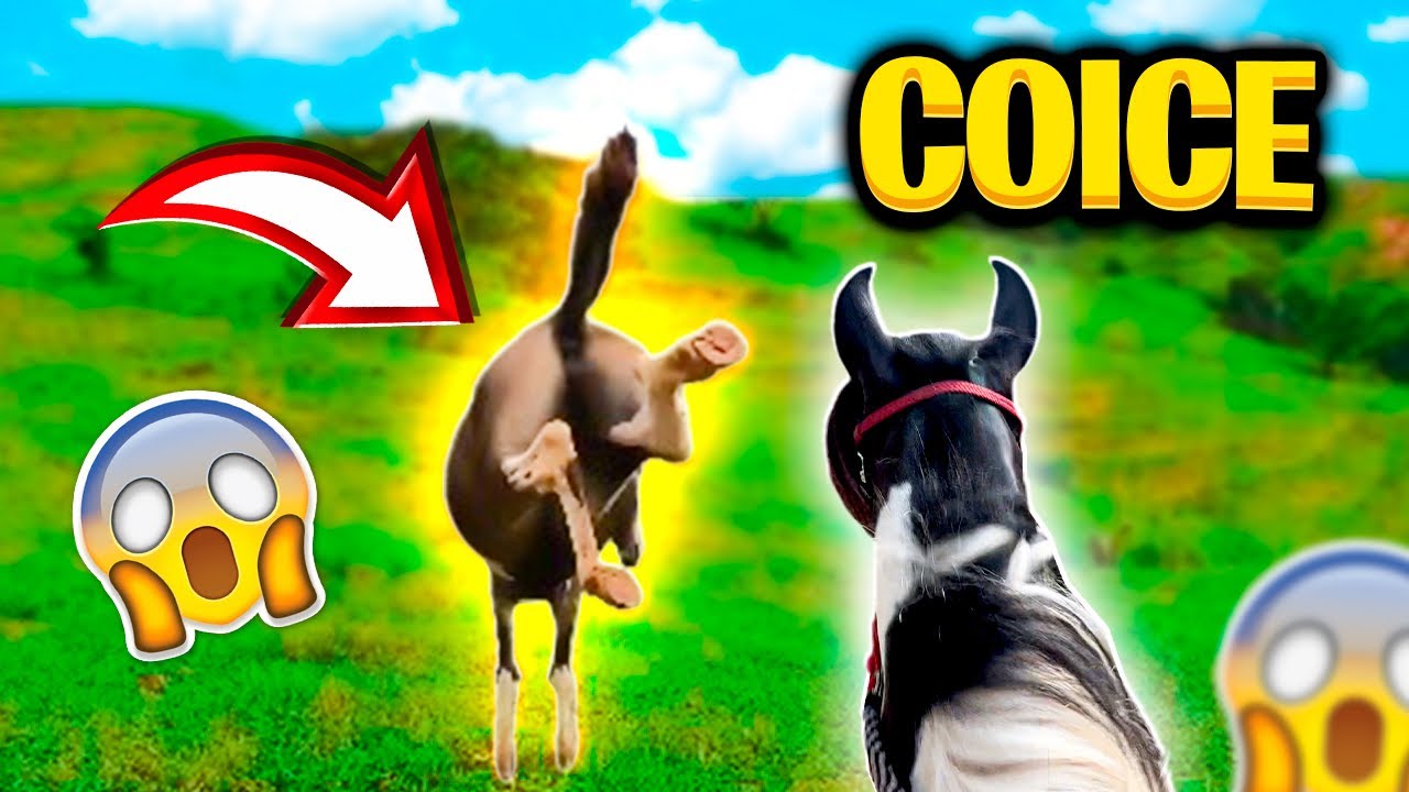MULA BRAVA Encarando CAVALO