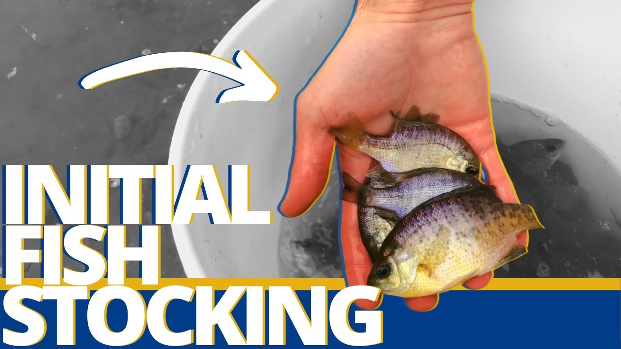 Common Questions When Initially Stocking A New Pond - Pond and Lake Management