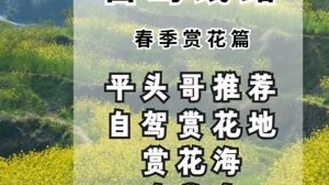 平头哥推荐 江浙皖自驾油菜花地 赏花海吃美食不绕路 江浙皖油菜花自驾赏花攻略上#油菜花#江浙皖 #江苏油菜花 #浙江油菜花打卡地