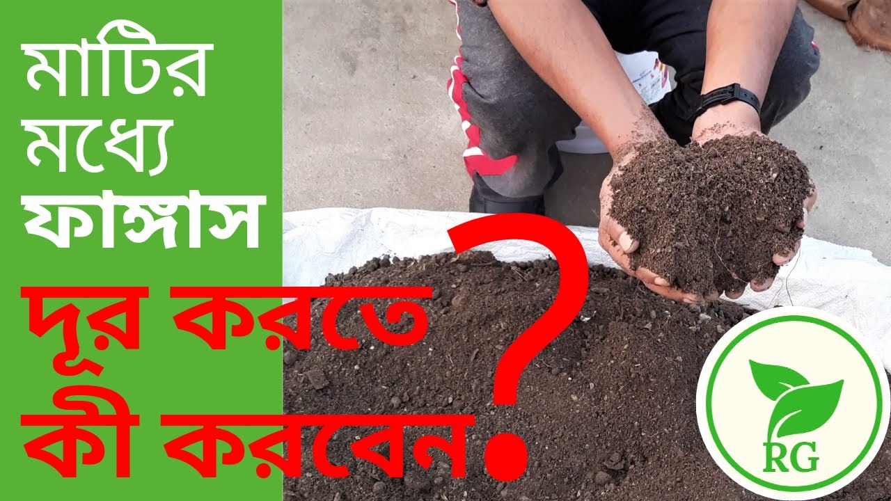মাটিতে মারণ ফাংগাস? জৈব ছত্রাকনাশকে মাটি শোধন করুন | Use Trichoderma to Sterilize Soil | RAJ Gardens