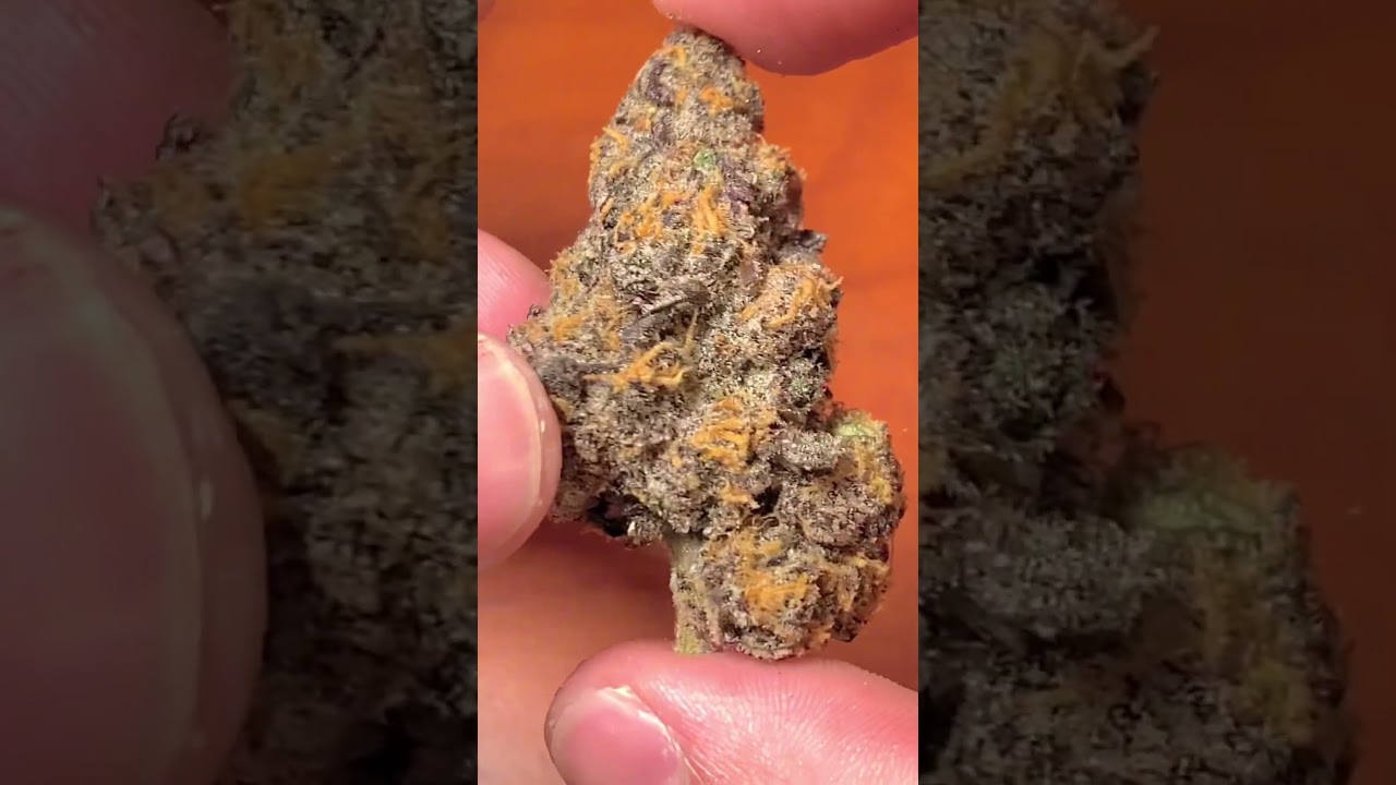 DARK WEB 🕸️ BY ALIEN LABS 👽 | WEED SHOWCASE | SMELL: CREAMY/PINEY
