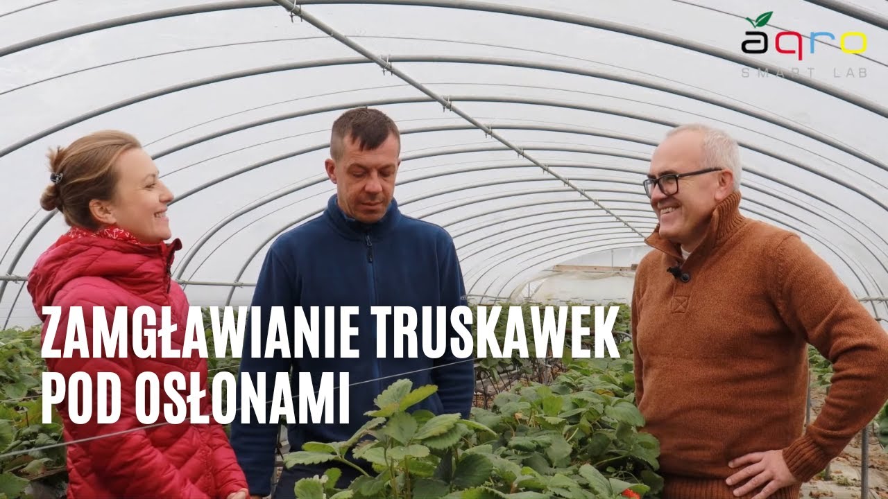 Zamgławianie truskawek pod osłonami - co trzeba wiedzieć, praktyczne informacje z gospodarstwa