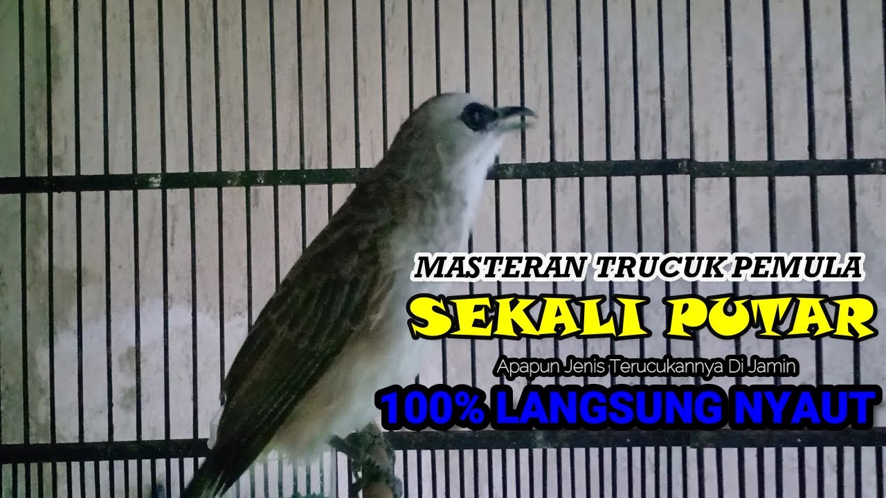 PANCINGAN TRUCUKAN GACOR ROPEL PANJANG | MASTERAN TRUCUKAN BAHAN SUPAYA CEPAT BUNYI NYAUT GACOR