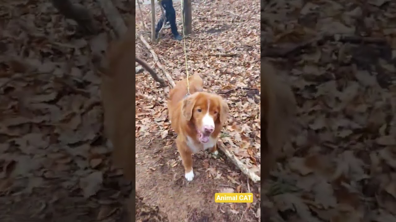 Praktijkspeuren met je hond is plezier voor twee! 