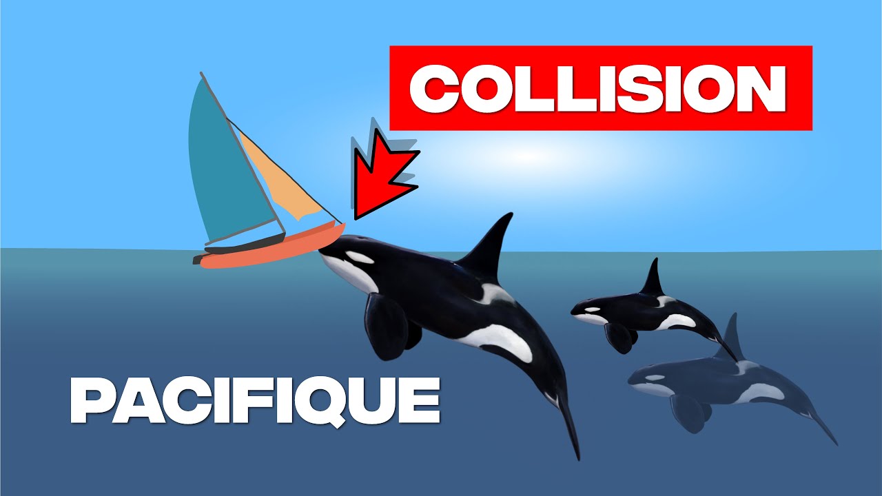 Collision FATALE avec des ORQUES et 38 jours à la dérive