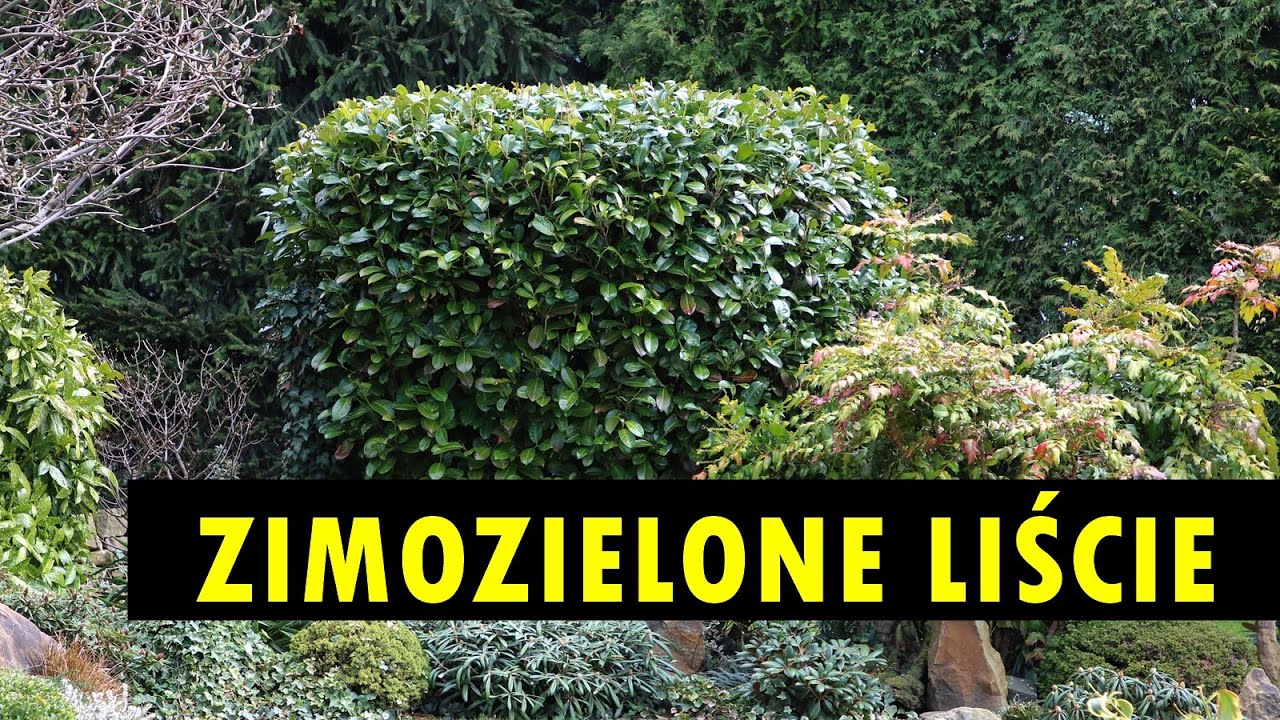 Zimozielone liście – 10 krzewów pięknych przez cały rok