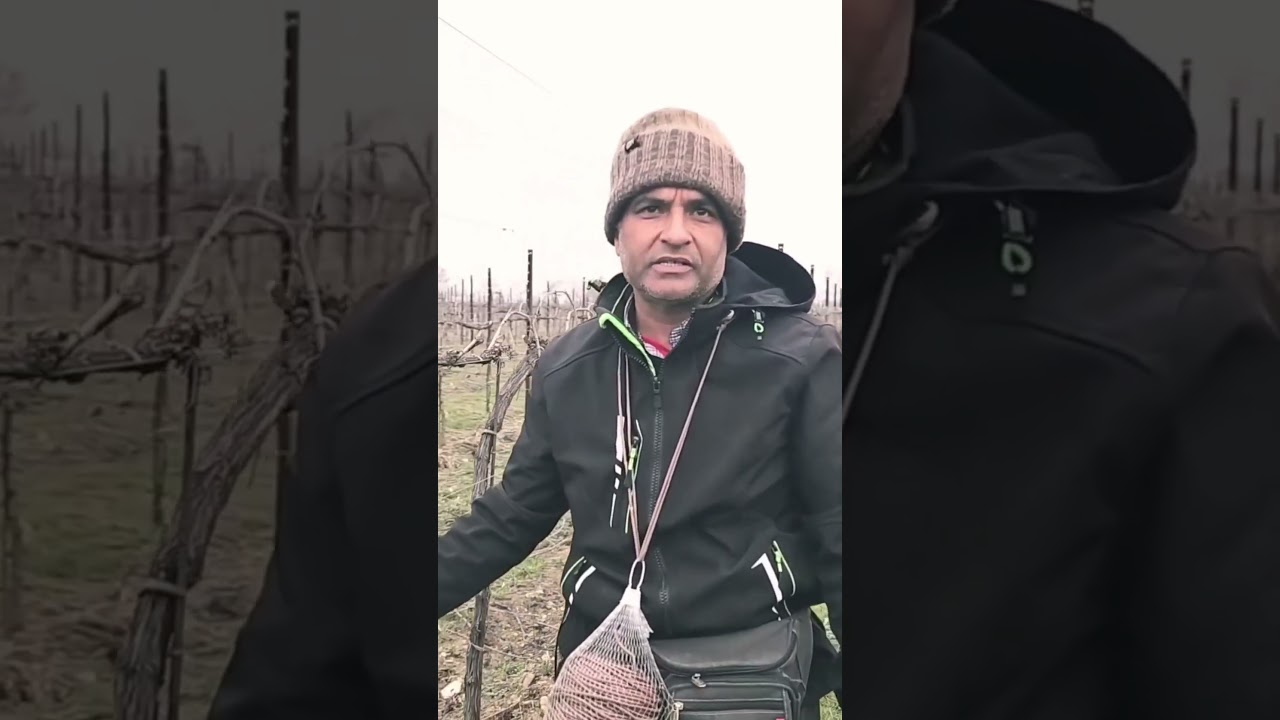 Agriculture job in Italy and salary montly salary in Italy#gullushorts #salary #agriculture #income