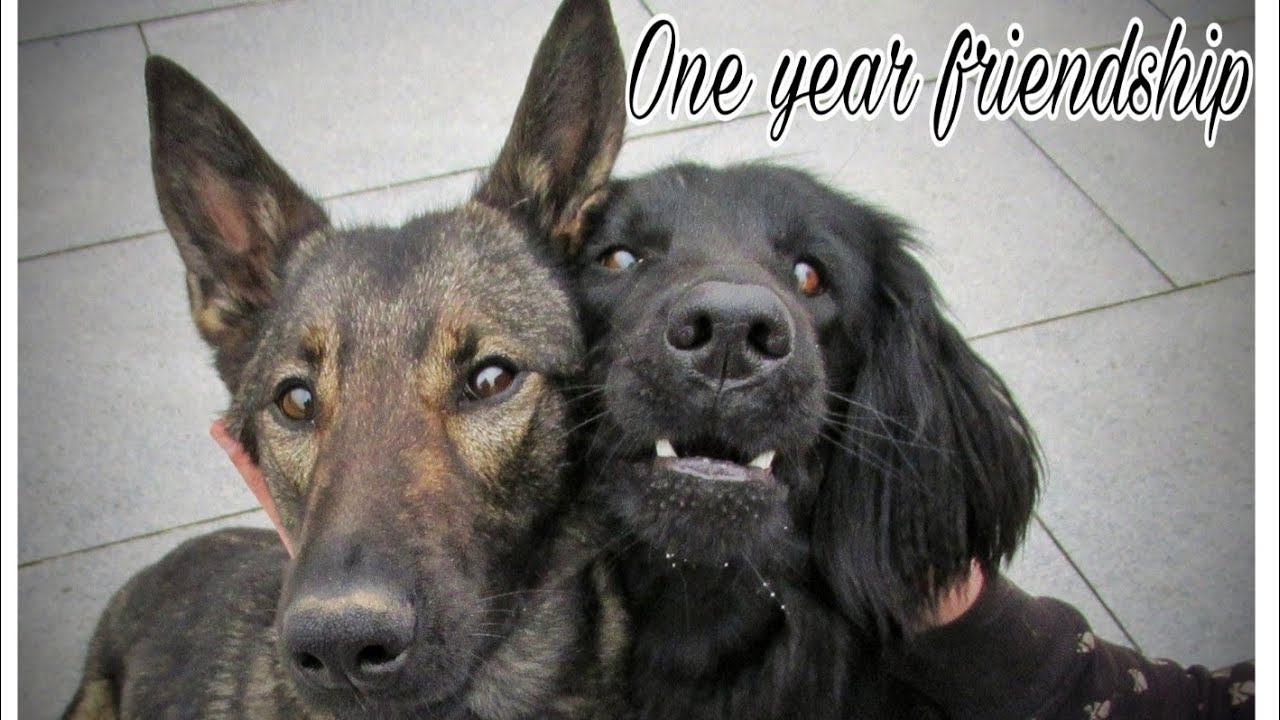 One year friendship | flat coated retriever and mixbreed malinois | dog tricks and fun