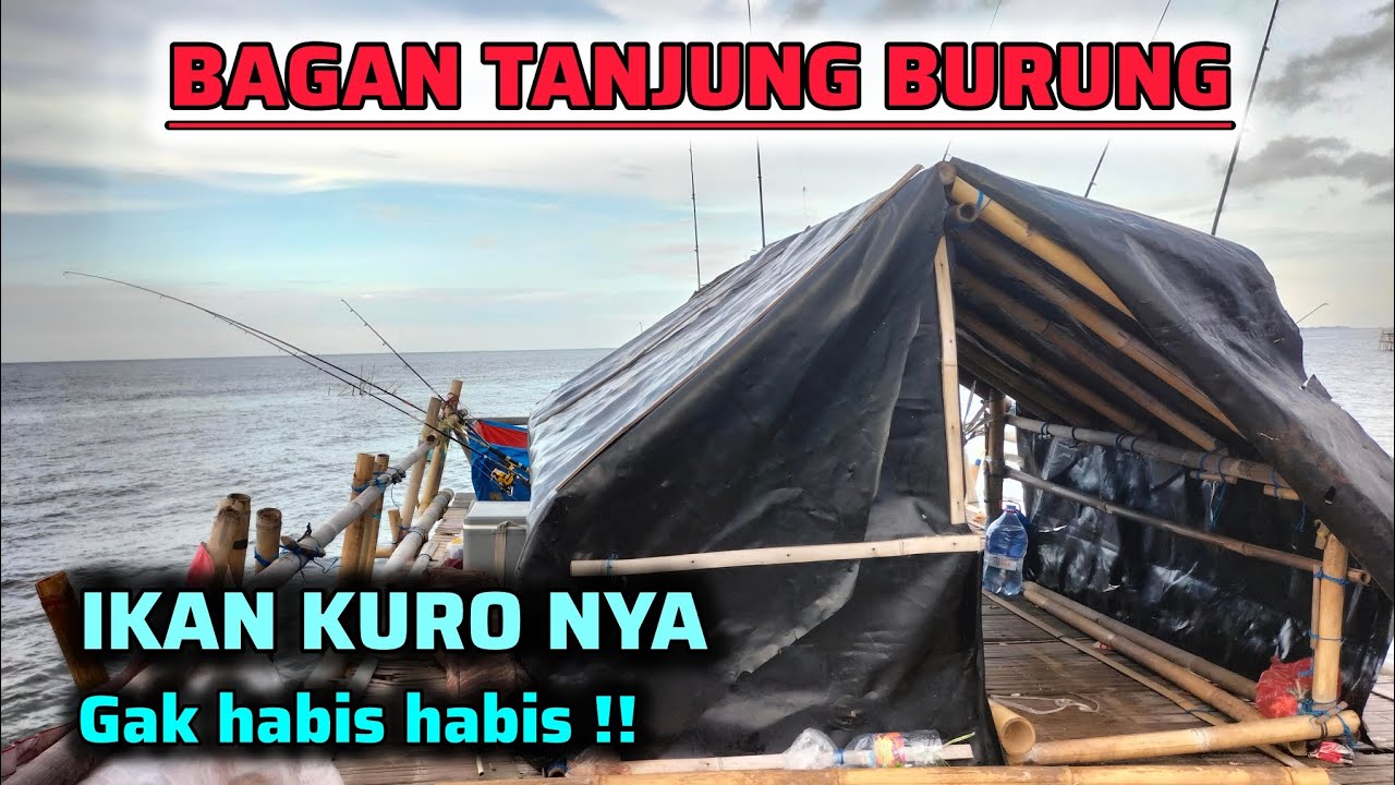 On target !!  Kalo Mancing disini pasti STRIKE ikan kuro || mancing bagan  