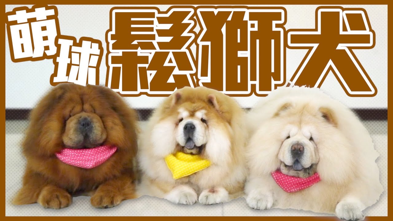 【犬の系列】壞壞惹人愛！#鬆獅犬 中國最古老犬種之一  竟然曾被當肉犬!?  chowchow｜@熊爸估狗dogtrainer​