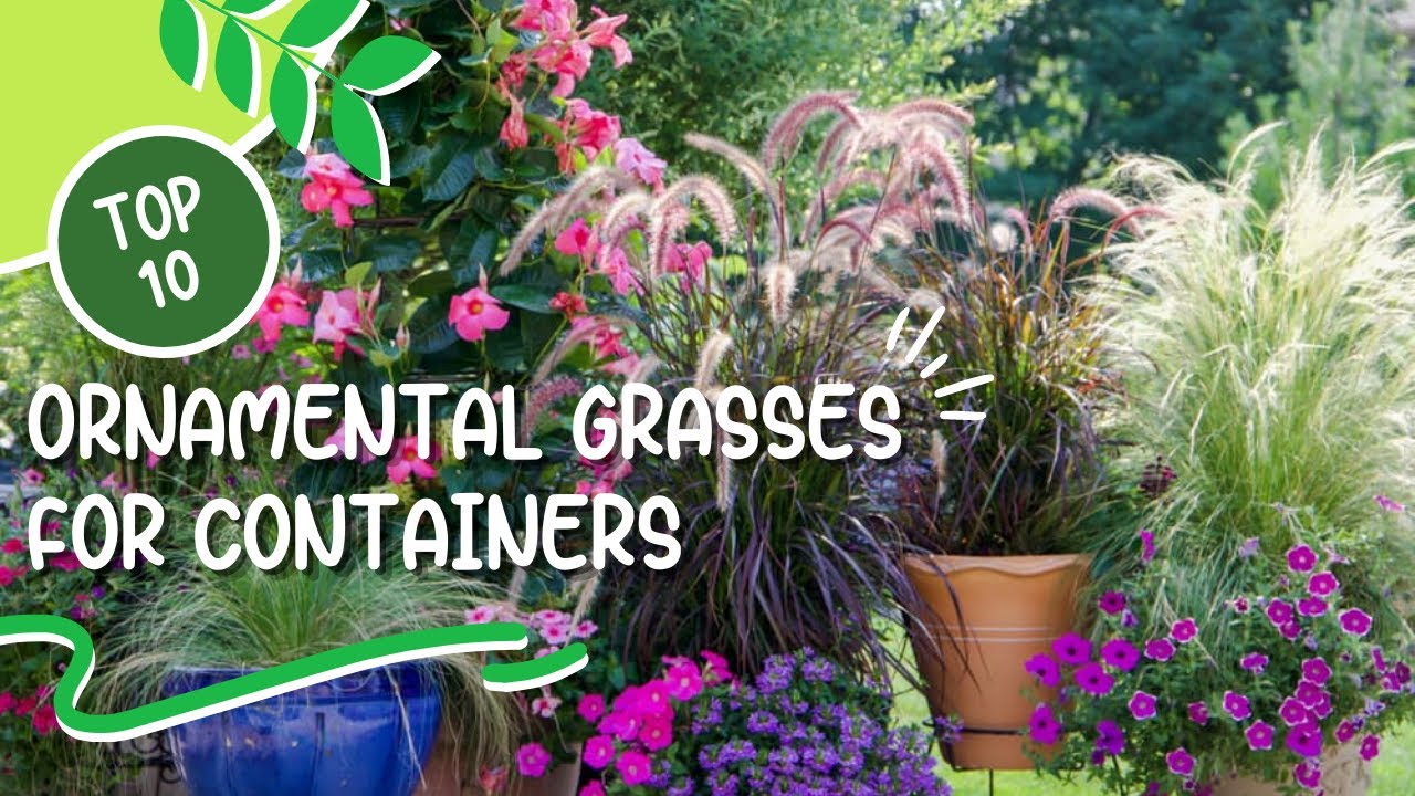 10 Best Ornamental Grasses for Containers 🌾 Great Grasses for Containers