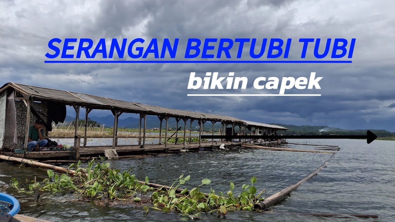 LEMPAR LANGSUNG MAKAN !! IKAN MENYERANG 😱😱SAMPAI CAPEK// MANCING CIRATA TERBARU