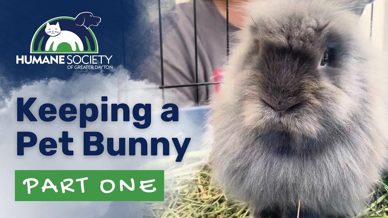 Guide to keeping a pet bunny   Part 1
