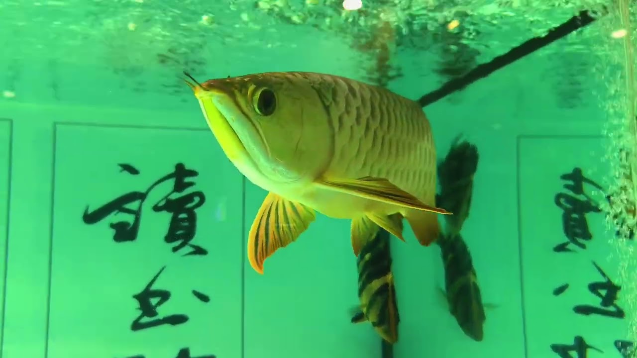 Review cá hổ trọn nguyễn sau tết (mùng 4 tết)