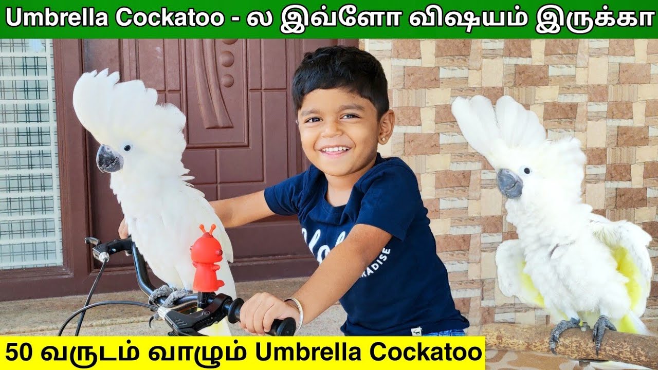 Umbrella Cockatoo - ல இவ்ளோ விஷயம் இருக்கா !