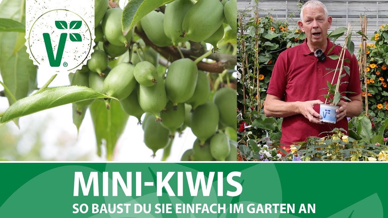 Mini Kiwi im Garten anbauen