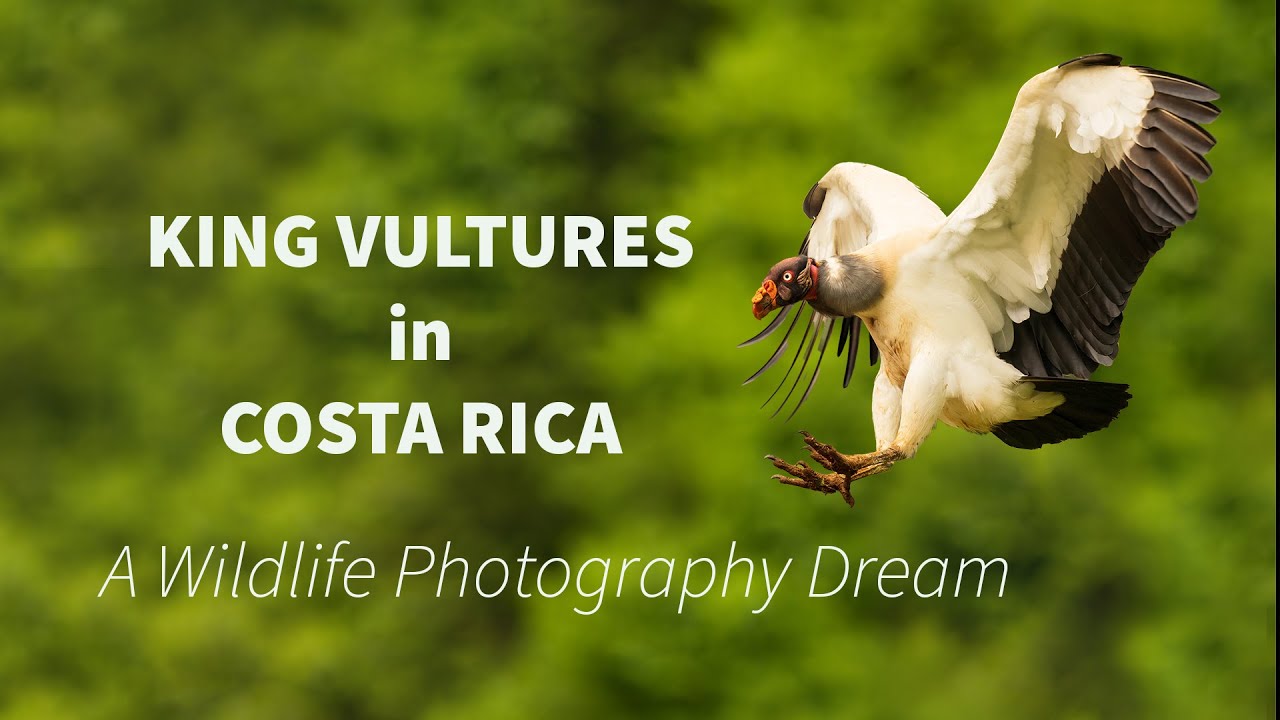 Photographing King Vultures in Costa Rica – A Wildlife Photography Dream #costarica