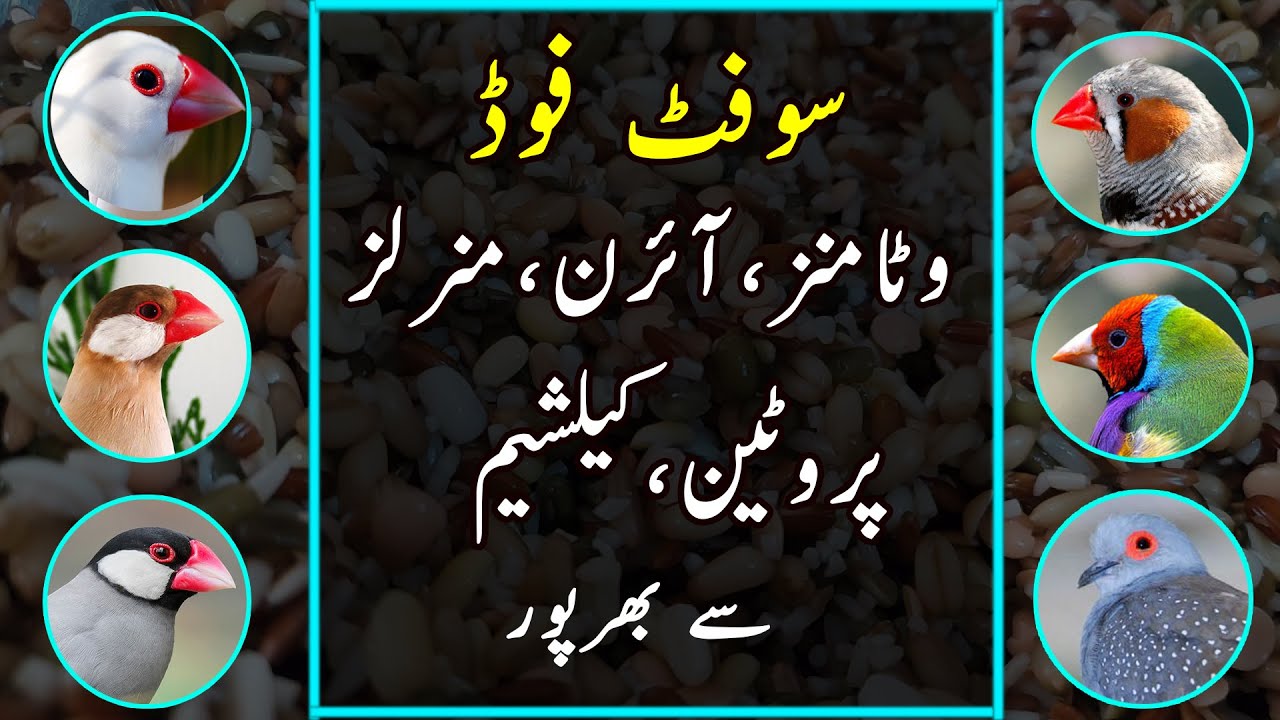Healthy Soft Food for Java, Dove, Finch & Related Mutations | Urdu/Hindi | Lodhi Birds
