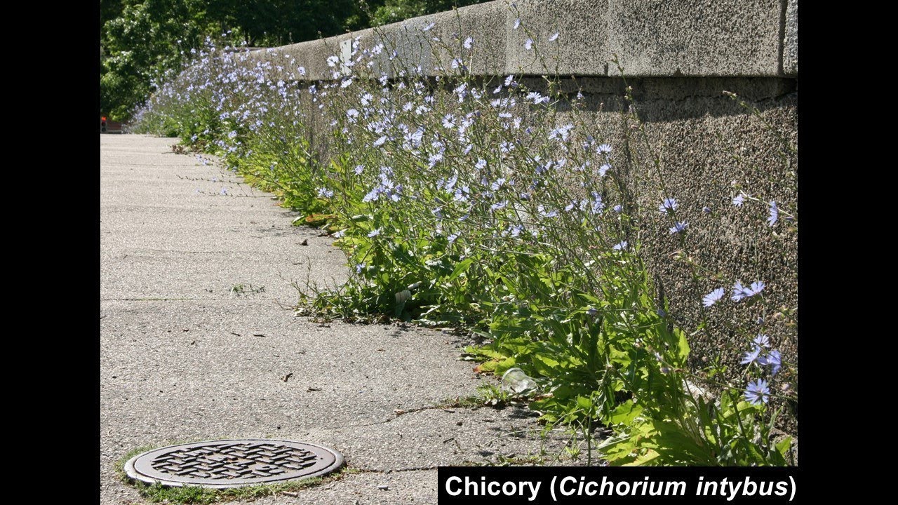 Observations on Urban Nature