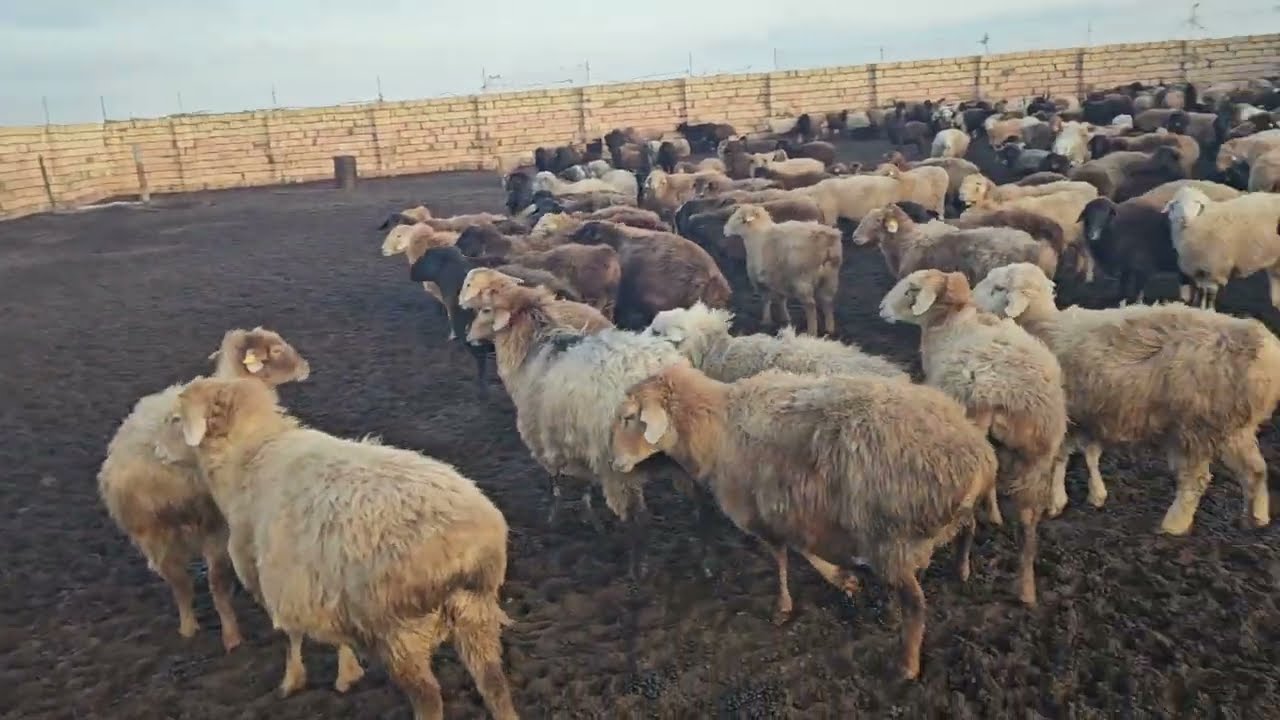 Жабағыны үйге кіргіздік | Қар еріп кетті