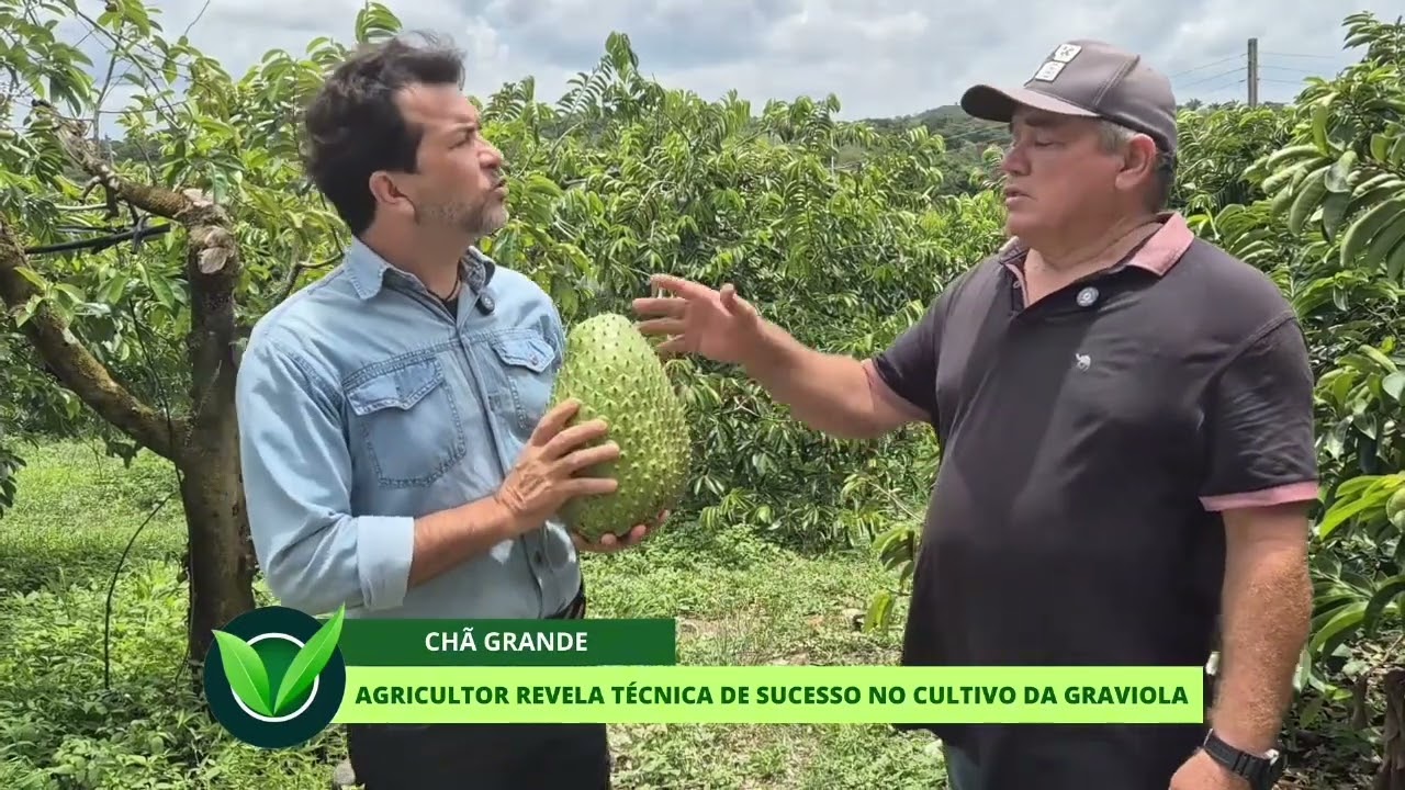Agricultor revela técnica de sucesso no cultivo da graviola