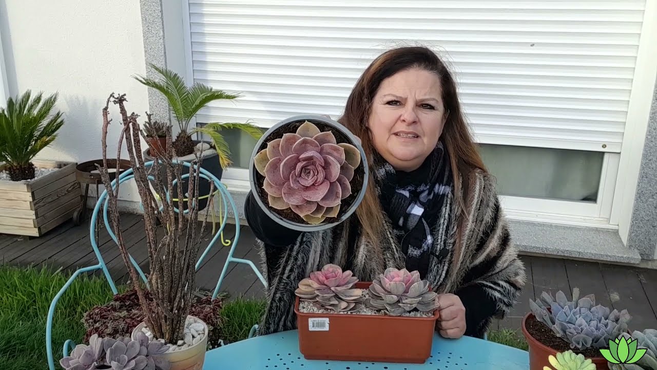 10 Succulentes rose/violet