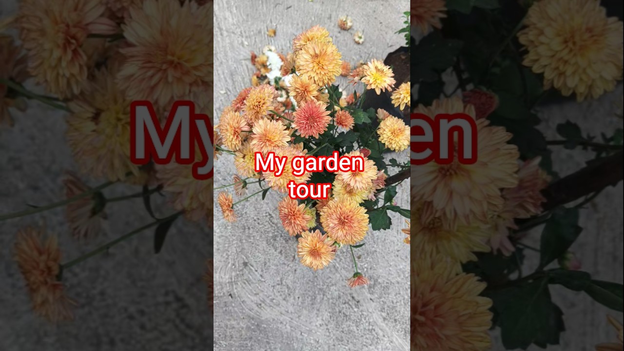 my beautiful garden tour🏡🍓🍍🍇🙏🍇🍐