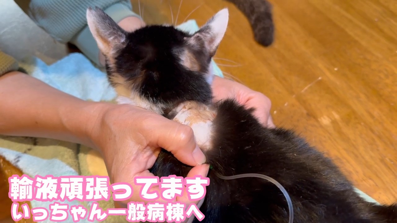 キュウちゃん輸液頑張ってます  いっちゃん一般病棟に移れましたよ～   2026 03 06 2