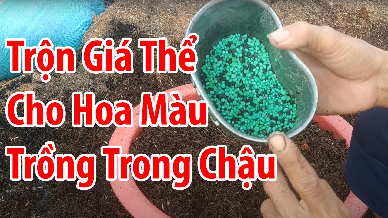 Kỹ thuật trồng dưa leo trong chậu, cách phối trộn giá thể hợp lí