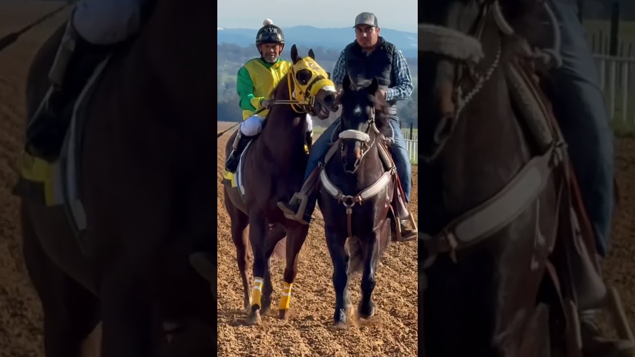 Caballos de carreras 