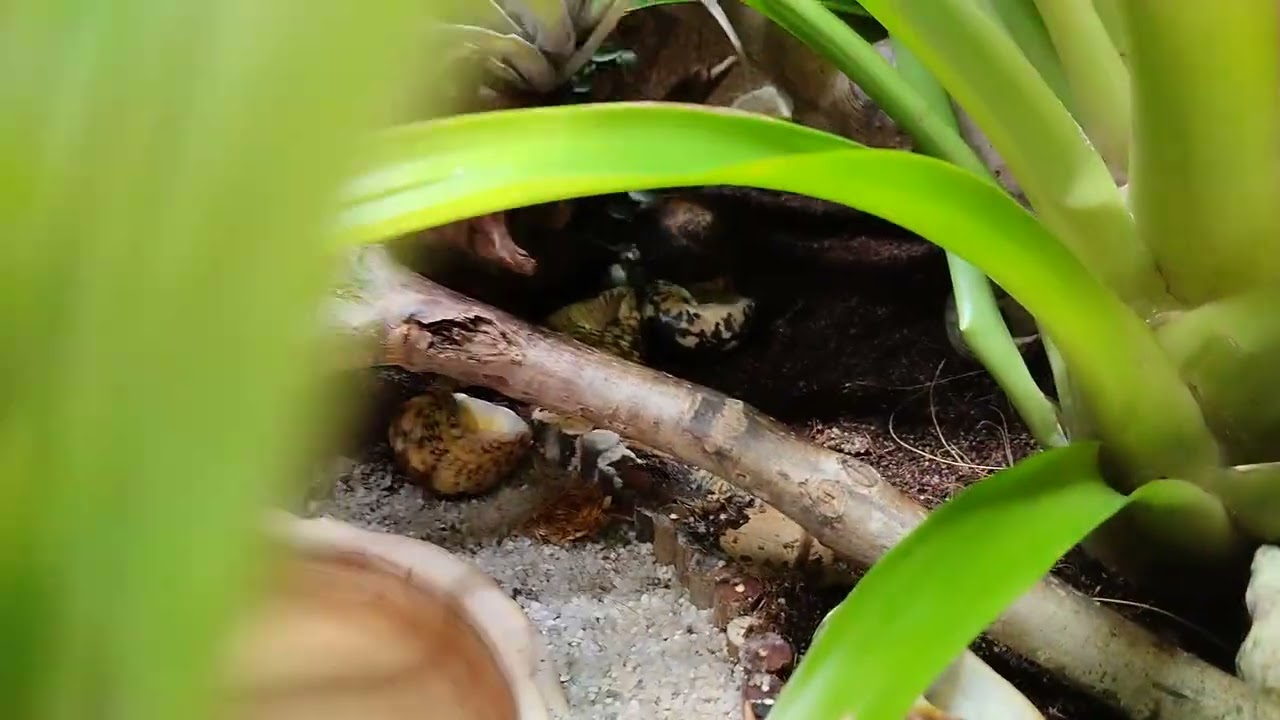 Lesciens Terraristik: Alles um Einsiedlerkrebse 