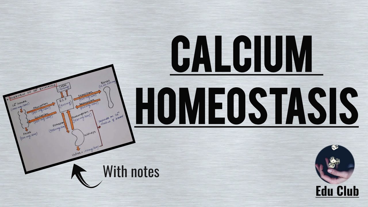 Calcium Homeostasis