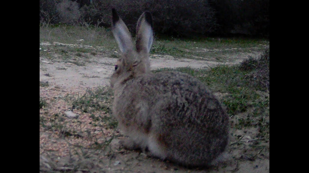 HARE  & Chukar Partridge