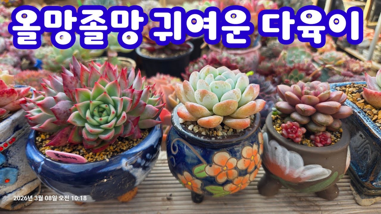 올망졸망 귀여운 소품 다육이들 ~본파이어, 젤리공주, 자금우 분갈이해요 