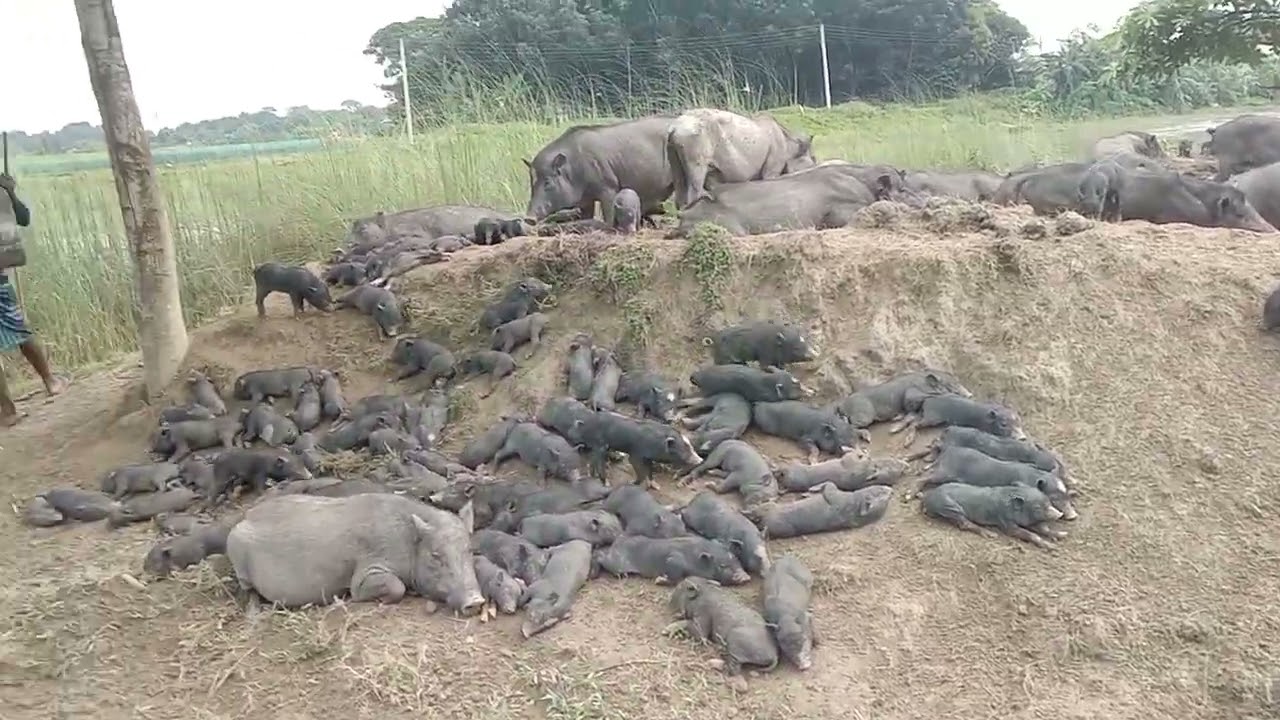 শুকোর পালোকরা শুকোর খাওয়াতে এলাকায় এলাকায় নিয়ে এসেছে।